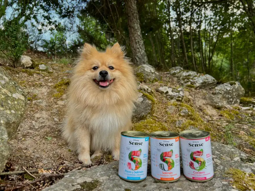 Comida para perros 10 Cominda-humeda-para-perros