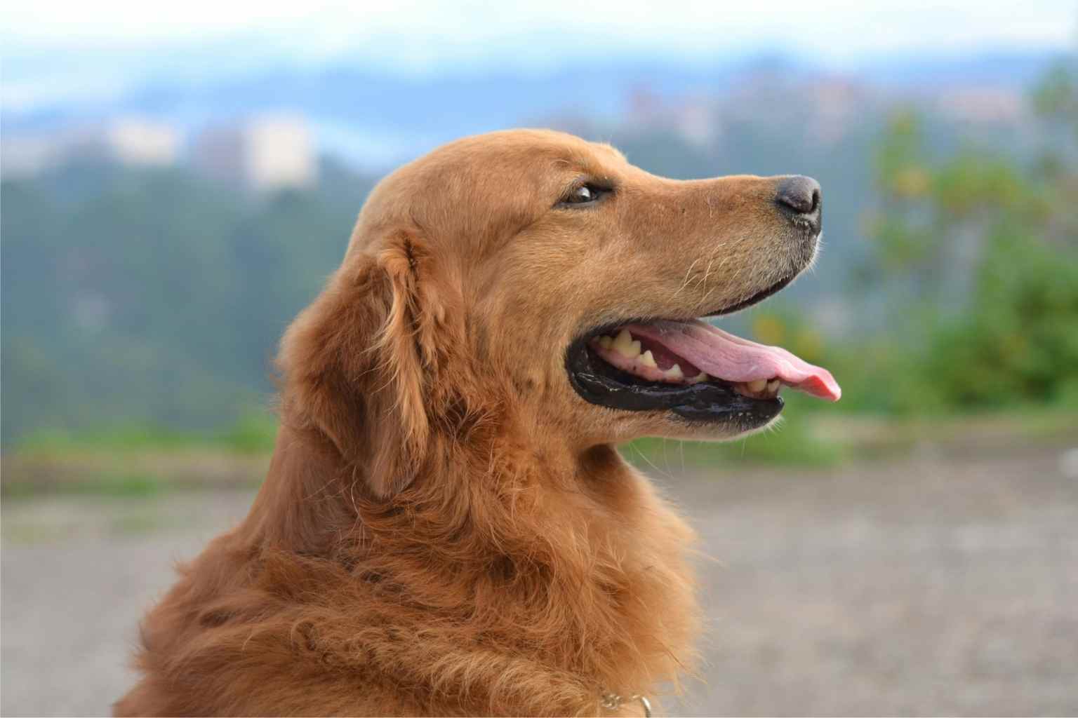 Comida para perros 11 Garrapatas en perros