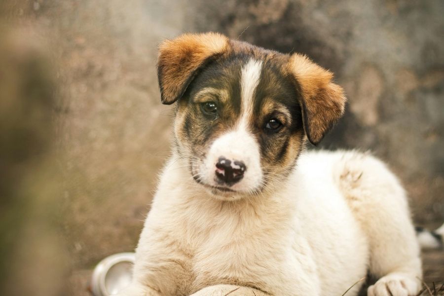 Comida para perros 12 Comida para perros - cachorro de perro