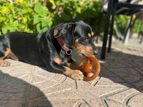 Comida para perros 3 Juguetes Rub Retorn