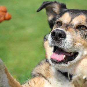Comida para perros 5 Snacks