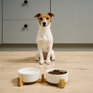 Comida para perros 7 Accesorios