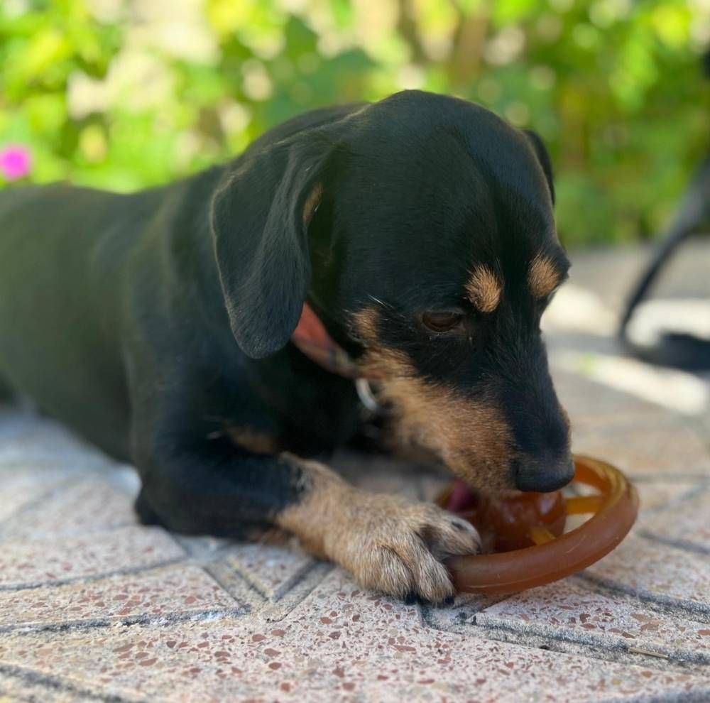 Comida para perros 8 Juguetes Rub Retorn
