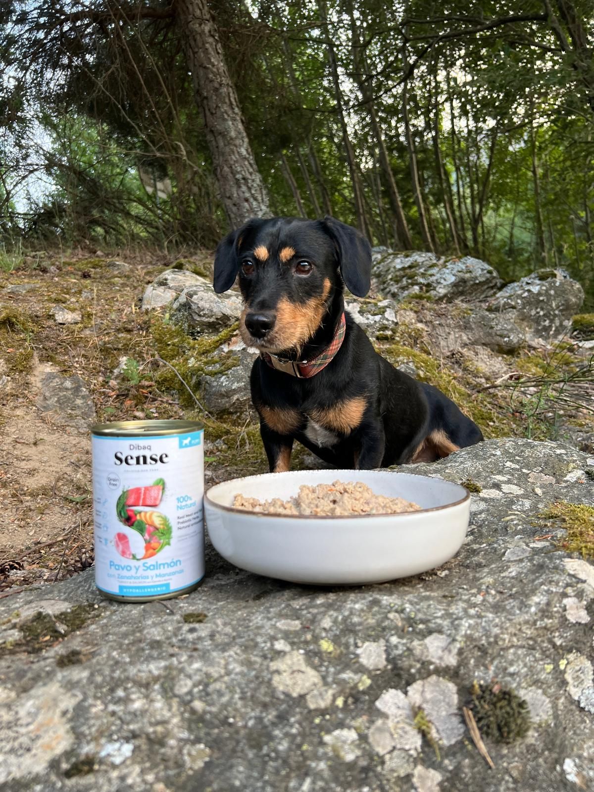 Comida para perros 9 Alimentación Natural para perros